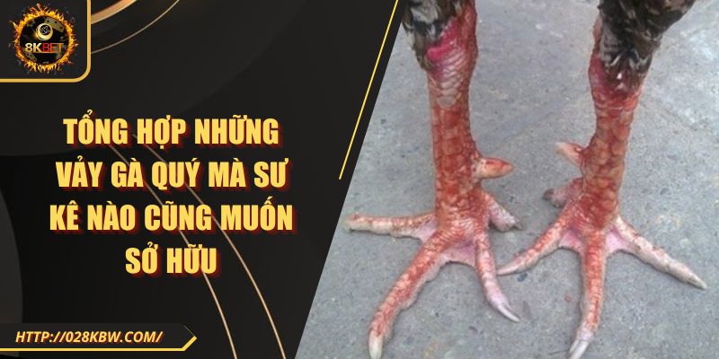 Tổng hợp những vảy gà quý mà sư kê nào cũng muốn sở hữu